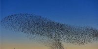 英国上空现椋鸟群变换队形：防止猎手捕杀和保暖