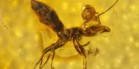 世界上最迷人琥珀化石 罕见蜘蛛捕黄蜂瞬间