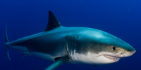 探秘软骨鱼类中最长寿的动物 竟然是大白鲨
