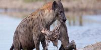 非洲鬣狗沼泽啃食腐烂象腿 生态清理工