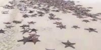澳大利亚昆士兰州摩顿岛发现大量海星搁浅死亡