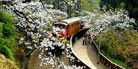 阿里山风景区