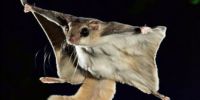 自然界九大会飞的动物大盘点 鼯鼠飞行萌萌哒
