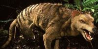 传说中十大神秘动物：澳大利亚袋狼为首