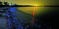 自然界中的七种发光生物  点缀夜空暗海美妙风景
