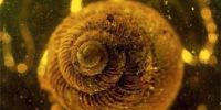 世界上最珍贵琥珀大搜索 1亿年前的蜗牛琥珀成举世罕见珍品