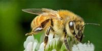 自然界中关于9个离奇动物谜团 蜜蜂在蛰人之后就会立即死亡