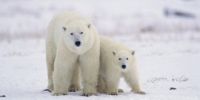 北极珍稀野生动物大盘点：除了北极熊你还知道哪些动物