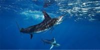 大海中的生死时速 盘点十种最快海洋动物