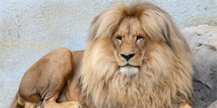 雄狮因中分发型 成为捷克动物园极受欢迎明星