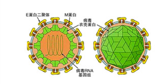 美华人科学家培养出3D打印迷你大脑 可用于寨卡病毒研究