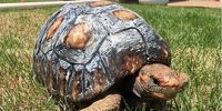 国外动物保护组织为乌龟3D打印龟壳助其新生
