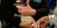 新西兰大学为一老年企鹅3D打印出左脚