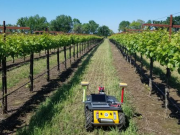 机器人帮助灌溉葡萄？加利福尼亚州或将实现
