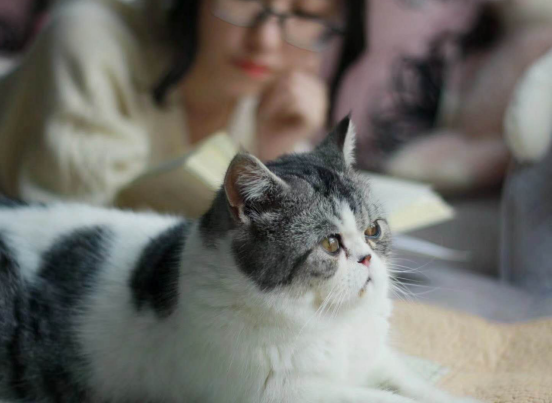 新型宠物经济营销模式 新型宠物经济营销模式