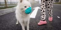 猫狗不能传播新冠病毒？香港最新发现有狗对核酸检测呈弱阳性