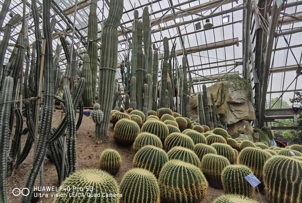 约拍植物园 华为P40 Pro让小姐姐爱不释手 