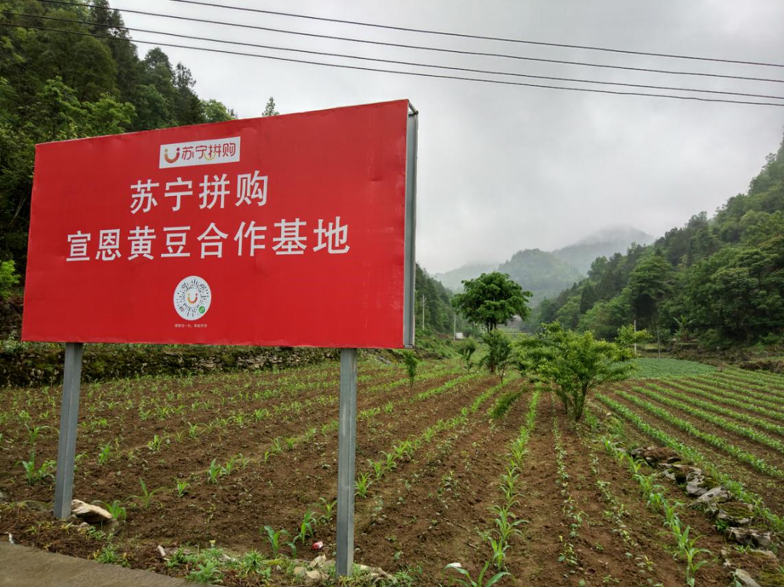 2020年“两会”代表建言观察：张近东为何力推农村C2M？