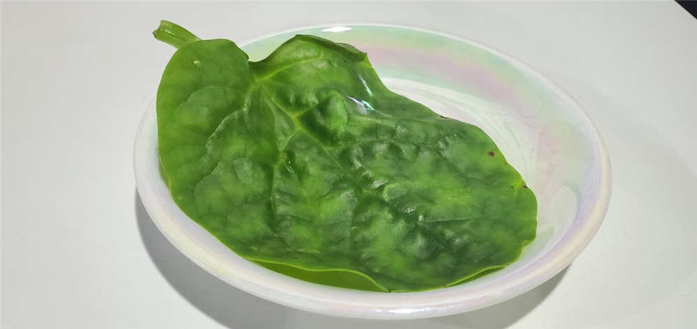 美的606升冰箱体验:有它终于摆脱了面条 美的606升冰箱体验:有它终于摆脱了面条