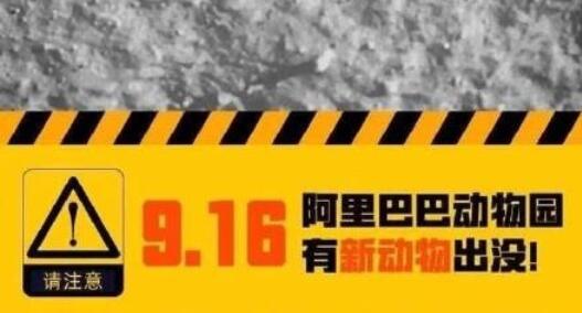阿里动物园将有新动物出没，港股盘中应声上涨