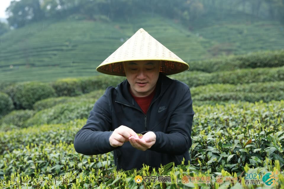 苏宁高管走进狮峰核心产区，“我要拿到最好的茶”