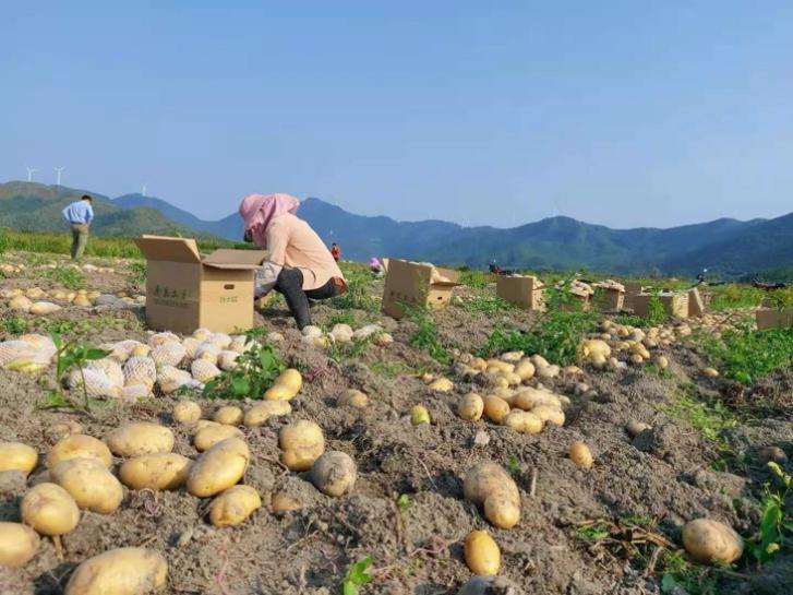 广东惠州8万吨马铃薯滞销2万农户：找京东来帮忙，我们有希望了