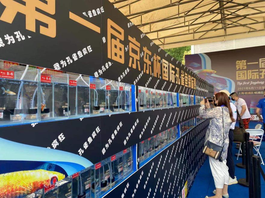 第一届京东杯国际孔雀鱼锦标赛火热PK中 京东宠物618每满200元减30元