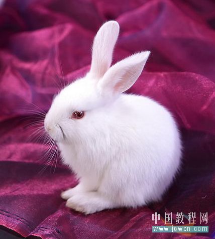 Photoshop抠图教程：抽出滤镜抠出可爱小白兔(1)