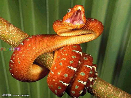 photoshop合成逼真的蛇美人—移花接木(1)