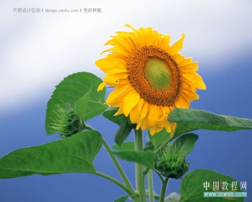 Photoshop将照片转成水彩画特效