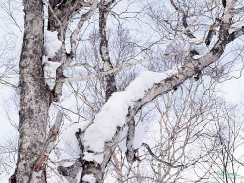 Photoshop快速打造雪景水墨画
