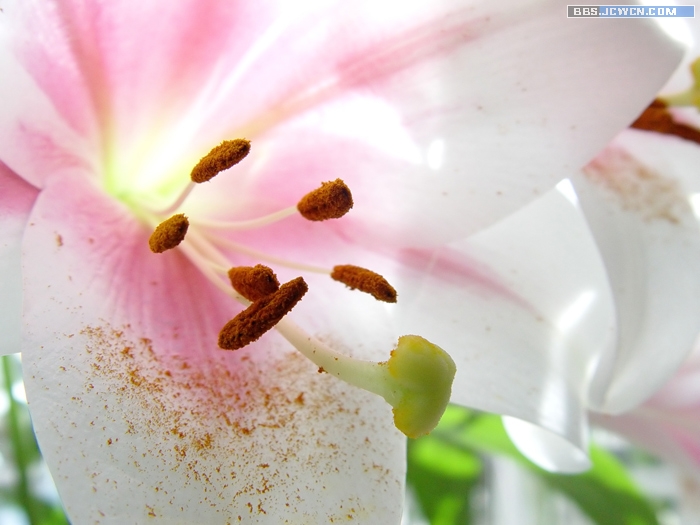 用Photoshop处理素雅水粉花卉特效