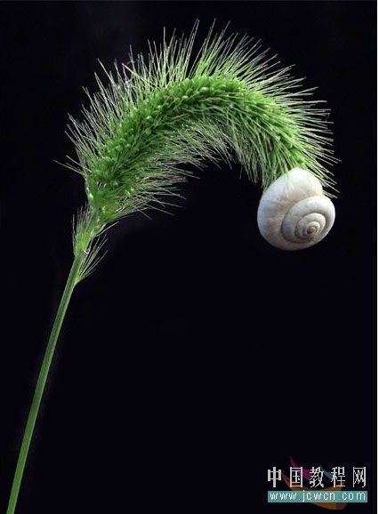 Photoshop通道结合图层模式抠狗尾巴草