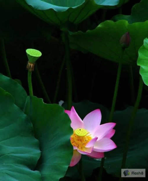 Photoshop处理荷花照片为水墨画特效