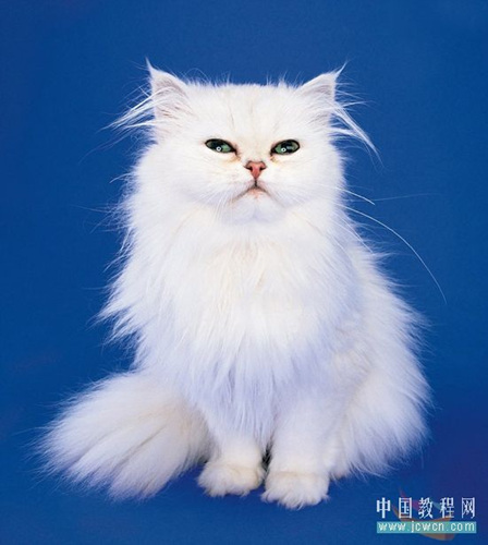 Photoshop教程：图层模式抠猫咪