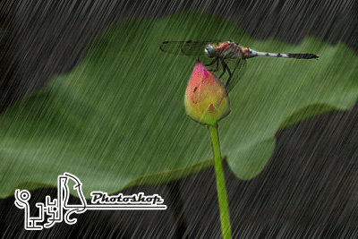 Photoshop动作Action打造雨中荷塘