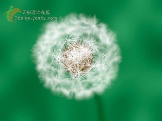 Photoshop综合实例：绿色原野上的蒲公英