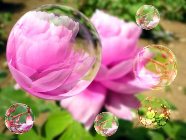 Photoshop实例：肥皂泡后面的花花草草