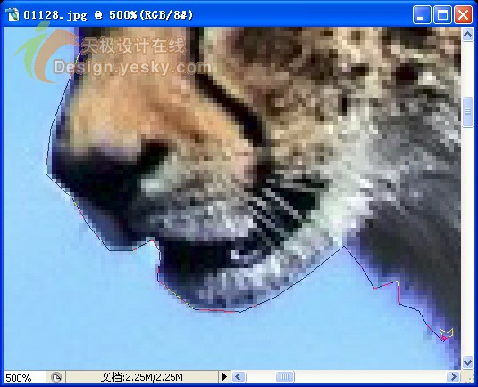 在Photoshop放大视图中灵活控制套索工具