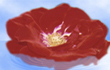 如何用photoshop制作水中花