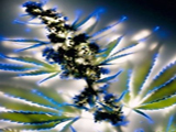 摄影欣赏：植物通电后“杯具”摄影