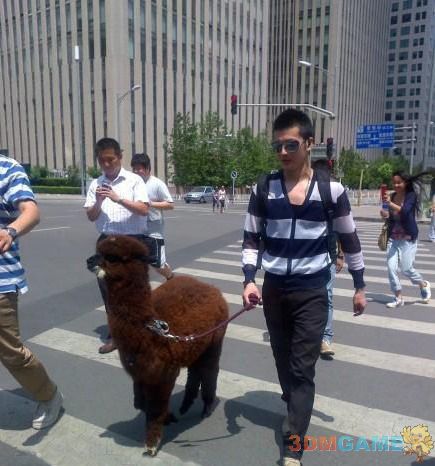 北京三里屯惊现草泥马 霸气神兽在手谁能比！